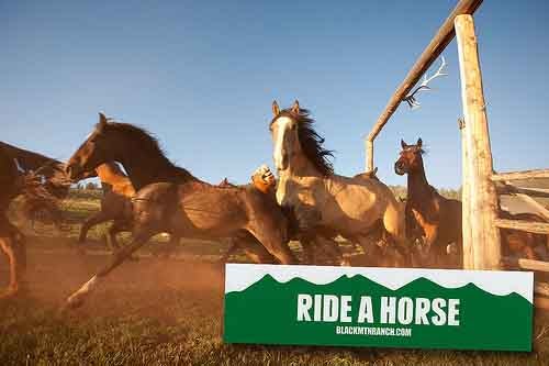 Custom Ride A Horse Bumper Stickers printed at StickerGiant